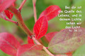 Fotokarte  Heidelbeerlaub im Herbst mit Text 