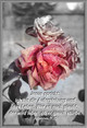 Fotokarte  Trauer Verwelkende Rose mit Text 