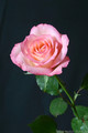 Fotokarte  einzelne Rose