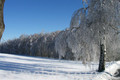 Fotokarte  Wintermotiv winterlicher Waldrand