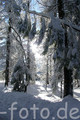 Fotokarte  Wintermotiv Winter im Wald
